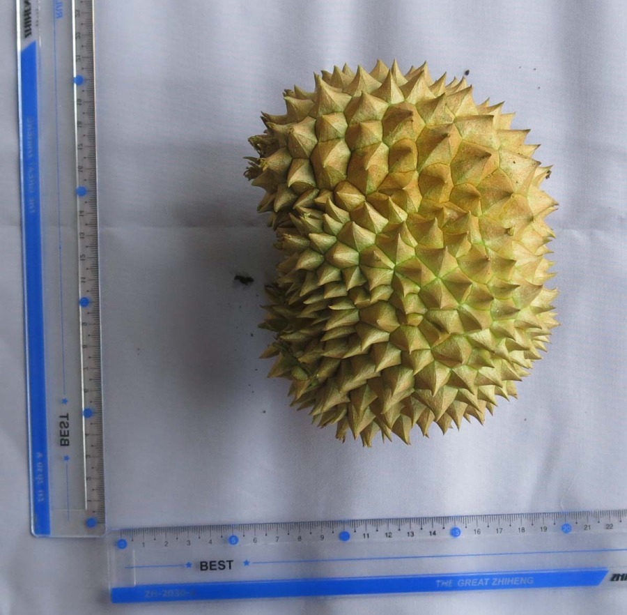 Download 93+ Gambar Durian Kunyit  Gratis HD