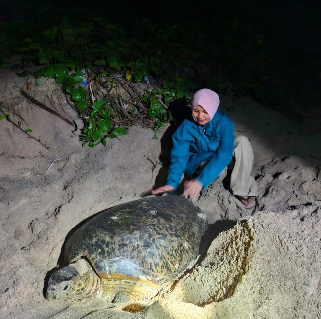 PLN UIW NTB Perkuat Kepedulian Lingkungan Lewat Konservasi Penyu Mawil di Talonang Baru